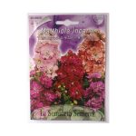 Semences floral la semiorto sementi graines des fleurs - semences de Giroflée - Matthiola incana