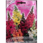 Semences floral la semiorto sementi Graines Gueule-de-lion (Antirrhinum majus)