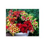 Semences la semiorto sementi graines Colues – Image 2