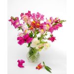 Semences floral la semiorto sementi Graines Gueule-de-lion (Antirrhinum majus) – Image 2