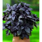 la semiorto sementi Graines Basilic violet 5 g – Image 2