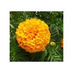 Semences floral la semiorto sementi Graines Tagetes erecta, Marigold, œillet d'inde – Image 2