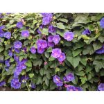 Semences floral la semiorto sementi  graines Ipomée rubro caerulea, Ipomoea tricolor – Image 2