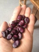 Violet extra precoce – Image 2