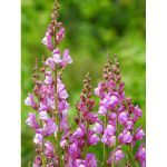 Semences floral la semiorto sementi Graines Gueule-de-lion (Antirrhinum majus) – Image 3