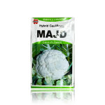 Hybrid cauliflower Majd cauliflower