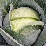 Cabbage F1 Hybrid VICTOR – Image 3