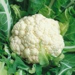 Hybrid cauliflower Majd cauliflower – Image 2