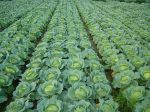 Cabbage F1 Hybrid VICTOR – Image 2