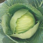 Cabbage F1 chou hybride – Image 2